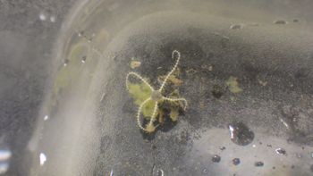 Media type: image;   Invertebrate Zoology 153114 Description: live specimen;